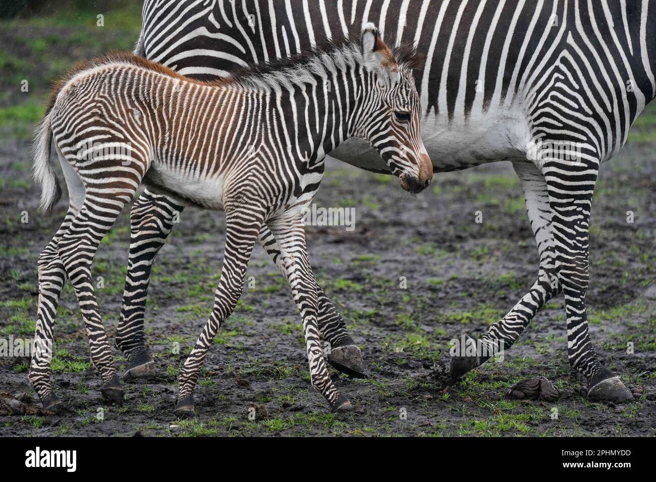 Das Zebra Lola des neugeborenen Grevys, das in den frühen Morgenstunden des 17. März geboren wurde, und die 12-jährige Mutter Akuna im West Midland Safari Park, Bewdley, Worcestershire. Das Grevy-Zebra des Parks wird von der IUCN (International Union for the Conservation of Nature) als „vom Aussterben bedroht“ eingestuft und ist Teil eines europäischen Zuchtprogramms, das auf die Erhaltung gefährdeter Arten abzielt. Bilddatum: Mittwoch, 29. März 2023. Stockfoto