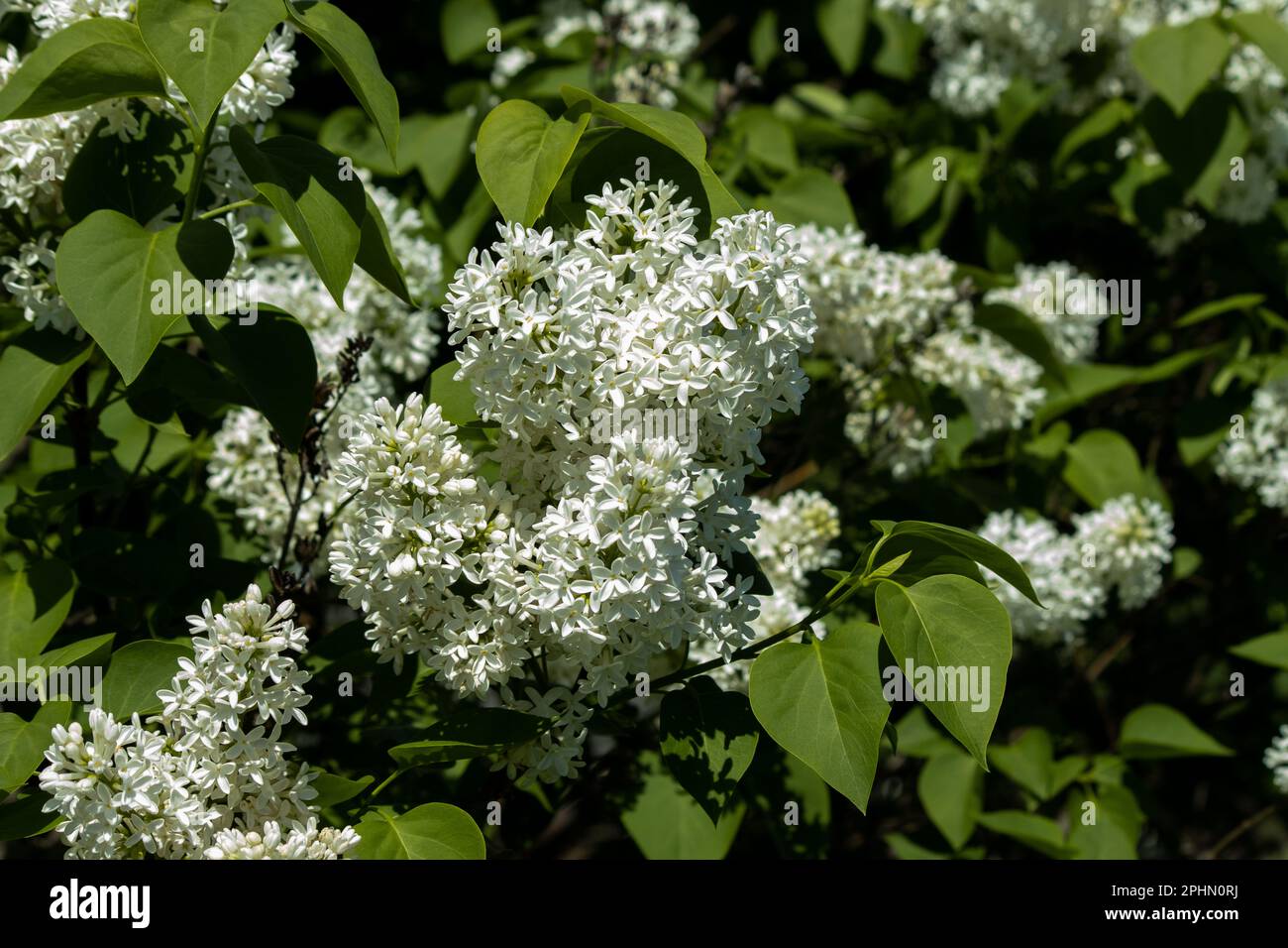 Weiße Flieder blühen im Frühling blühend Stockfoto