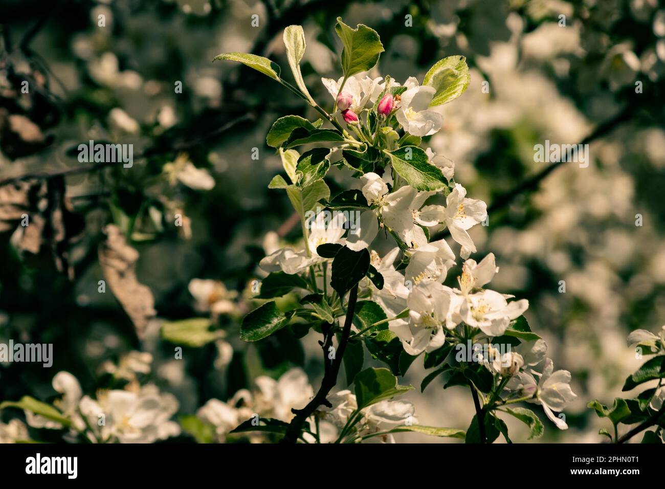 Ein Krabbenbaum erzeugt weiße Blüten mit rosa Knospen Stockfoto