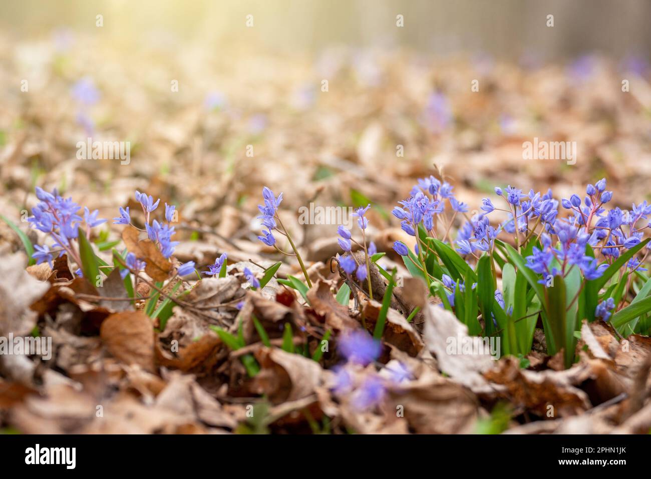 Frühlingsblumen Scilla siberica im Wald inmitten alter Blätter Stockfoto