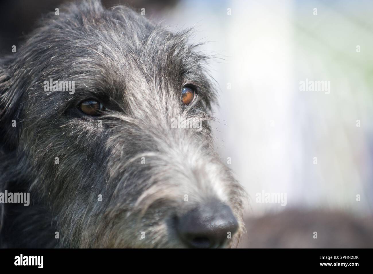 Schottische Deerhound-Nahaufnahme mit Augenfokussierung Stockfoto