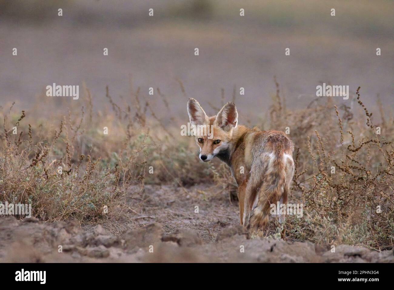 Wüstenfuchs (Vulpes vulpes pusilla), auch bekannt als Weißfußfuchs Stockfoto
