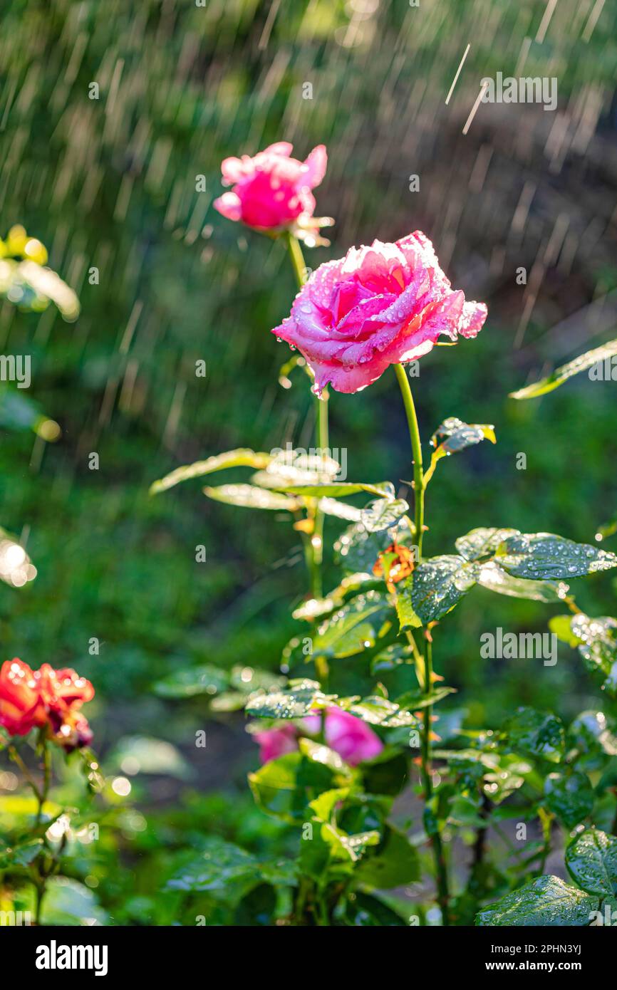 Rosenblumen, die durch Bewässerungssysteme in einem Sommergarten bewässert werden Stockfoto