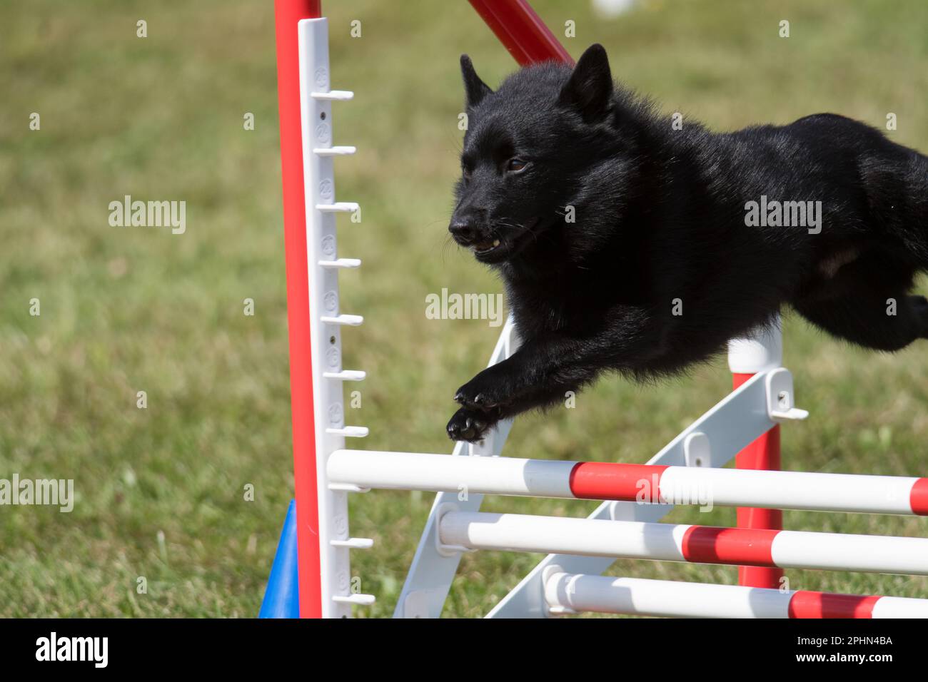 Schipperke-Hund springt über eine Hürde bei einem Wettkampf um Agilität Stockfoto