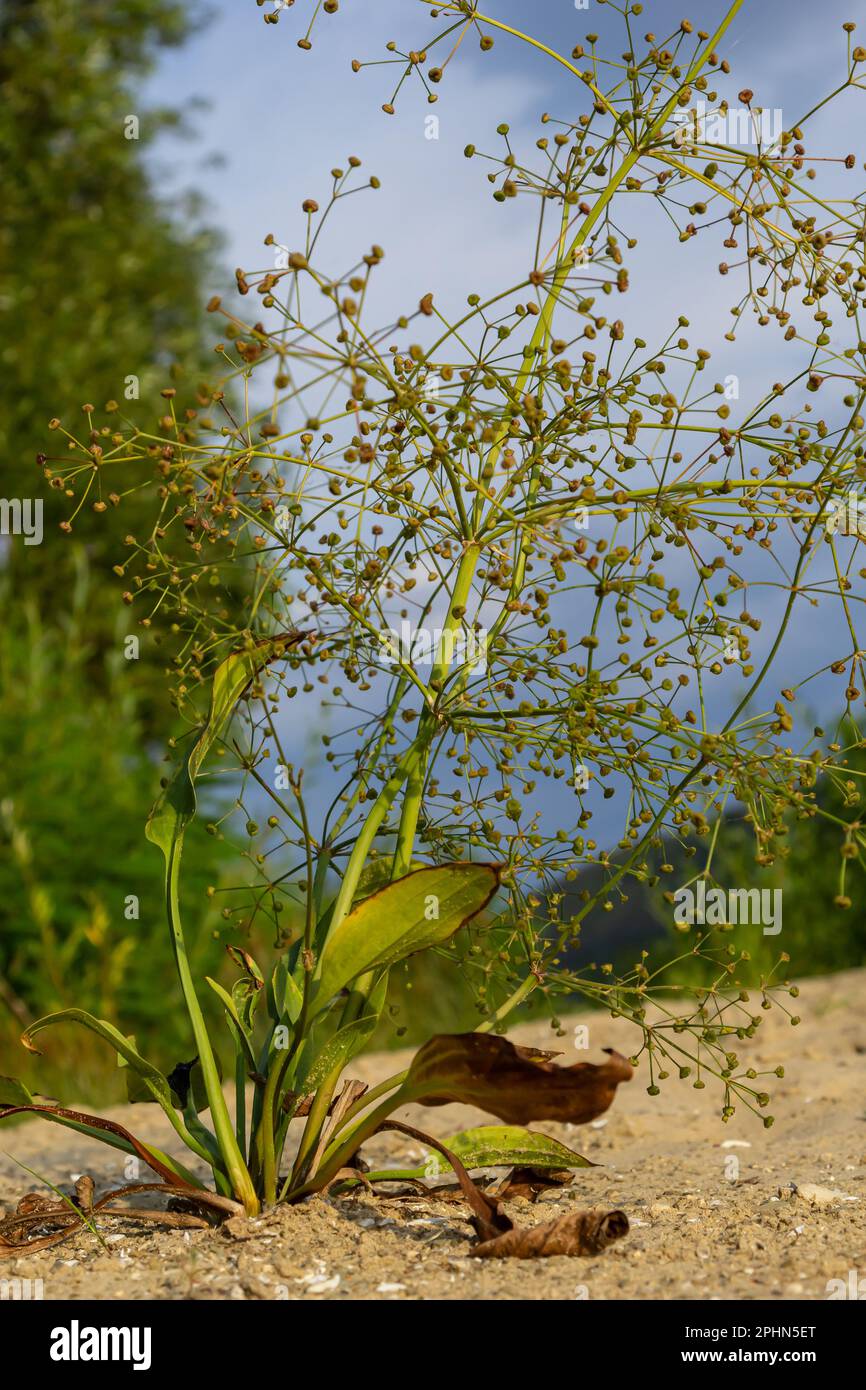 Blüten der europäischen Wasserplantaine, Alisma plantago aquatica, Stockfoto