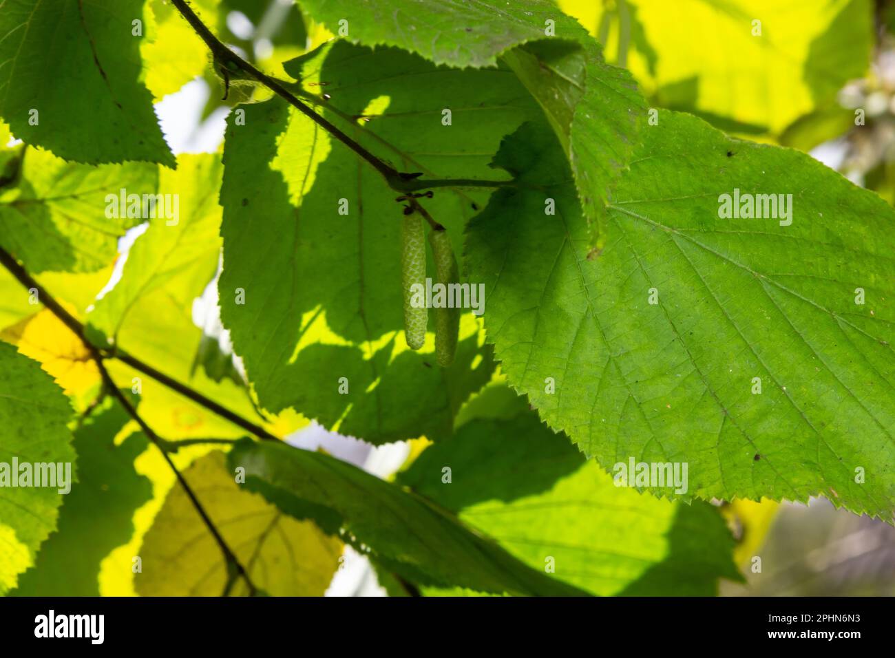 Gemeine Hasel Lombardii neue Blätter - lateinischer Name - Corylus avellana Lombardii. Stockfoto