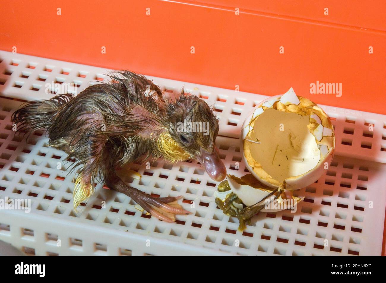 Entenküken schlüpfen aus Eierschalen, im Inkubator Stockfoto