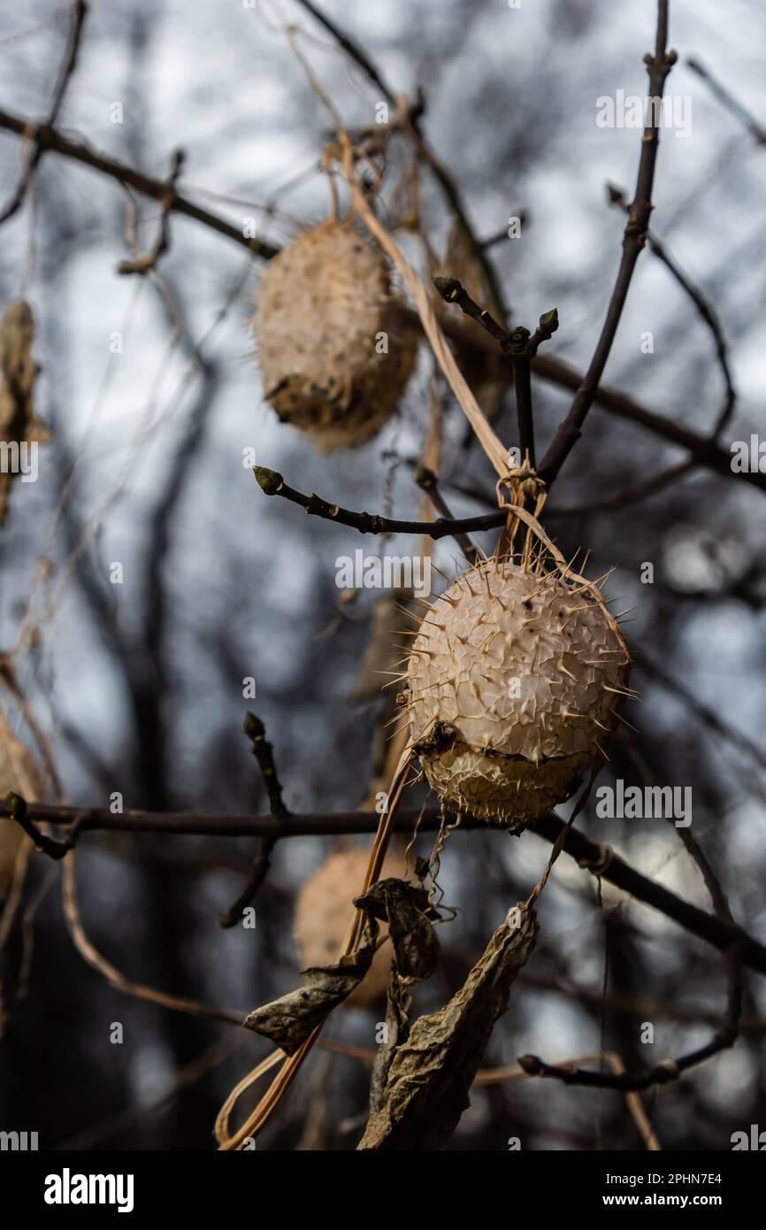 Trockener Lappen Echinocystis lobata im Winter. Trockene Früchte mit Samen, die überwintern, hängen an Büschelzweigen. Stockfoto