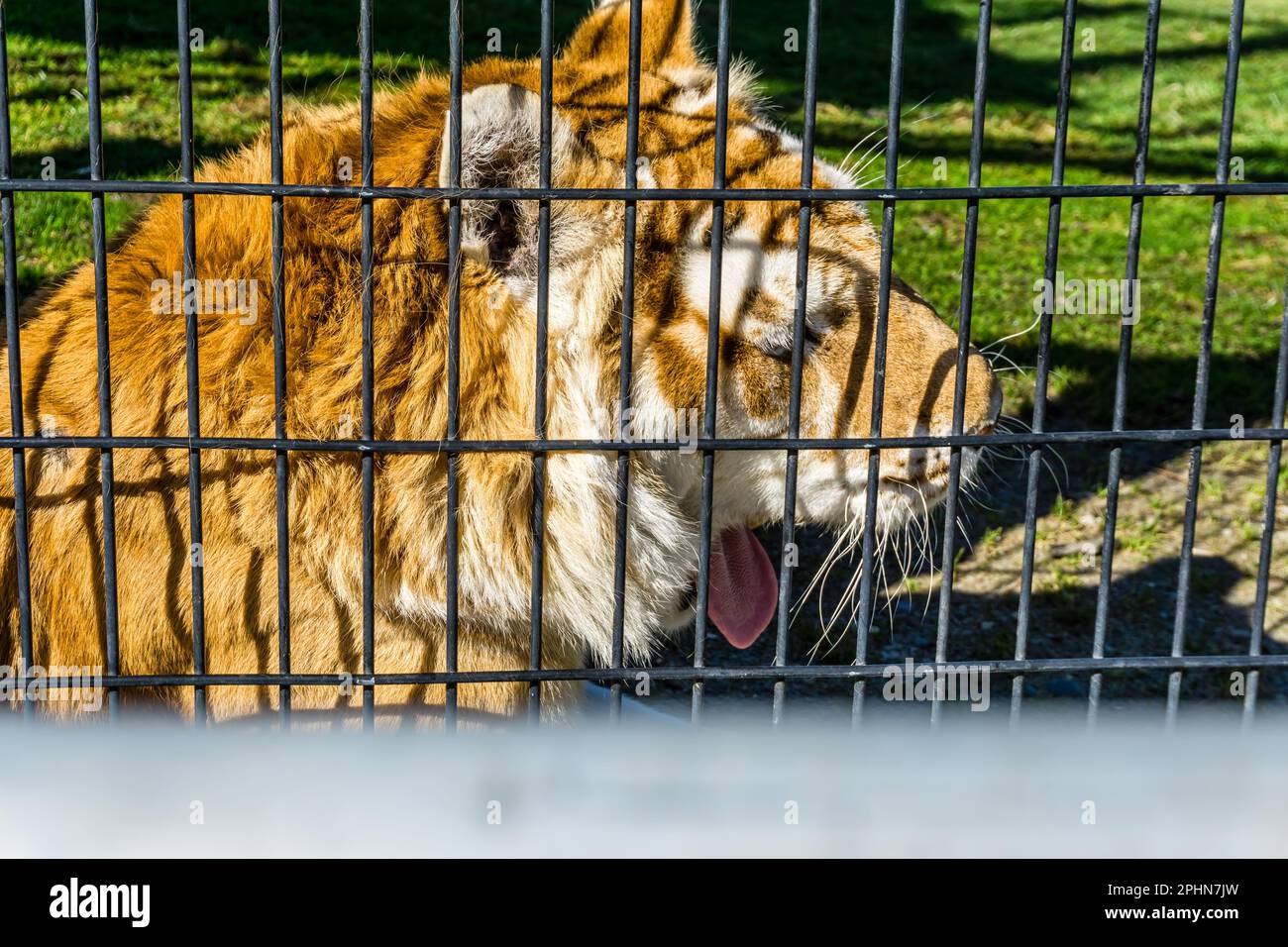 Ein gähnender Tiger aus nächster Nähe in einem Tierpark in Issaquah, Washington. Stockfoto