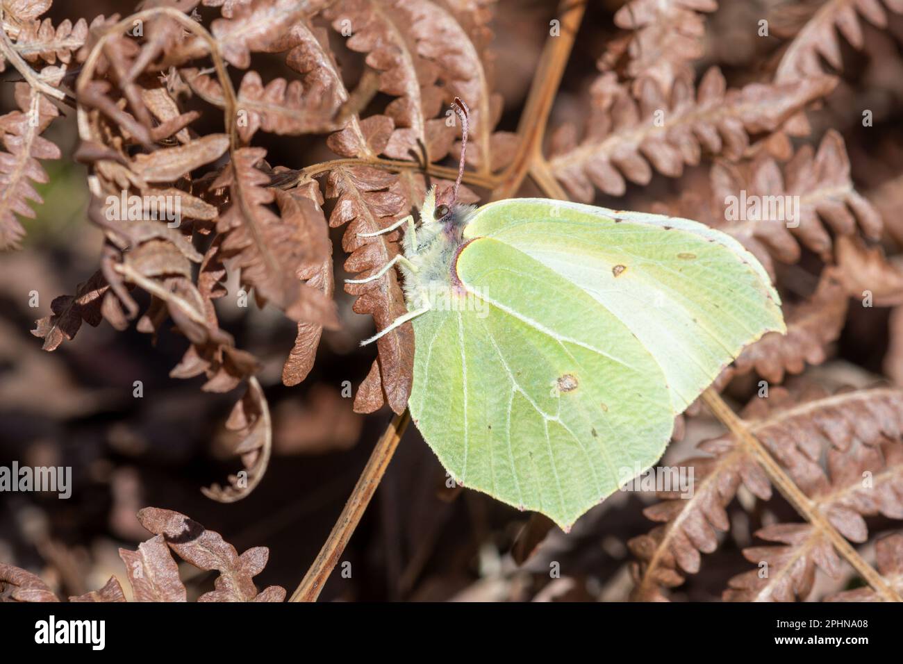 Brimstone Butterfly (Gonepteryx rhamni), der im Frühling in Surrey, Großbritannien, im toten Bracken lebte Stockfoto