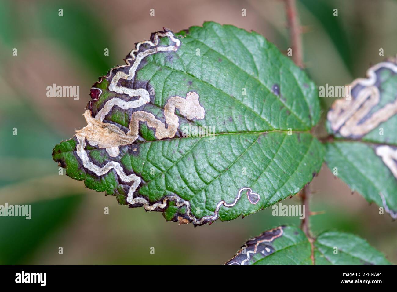 Bromblechminen, hergestellt von der Motte Stigmella aurella, Surrey, England, Großbritannien Stockfoto