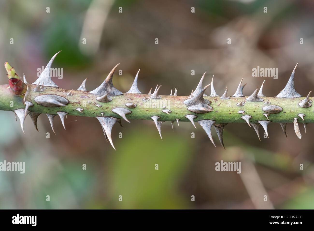 Stacheln an wilden Rosenstämmen, ein mechanischer Pflanzenabwehrmechanismus Stockfoto