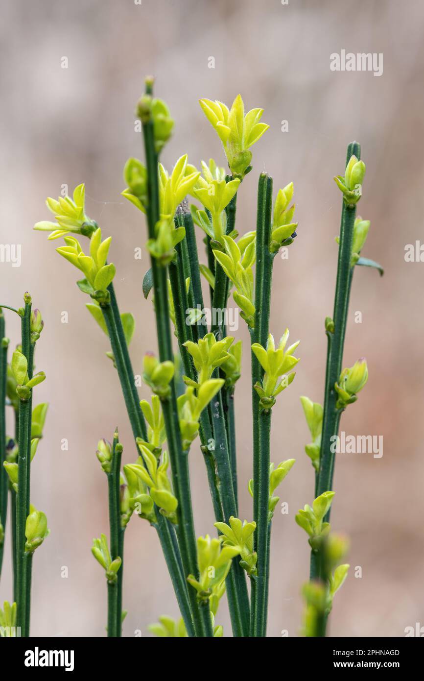 Gewöhnlicher Besen (Cytisus scoparius) Sträucher mit Blattknospen im Frühling, Surrey, England, Großbritannien Stockfoto