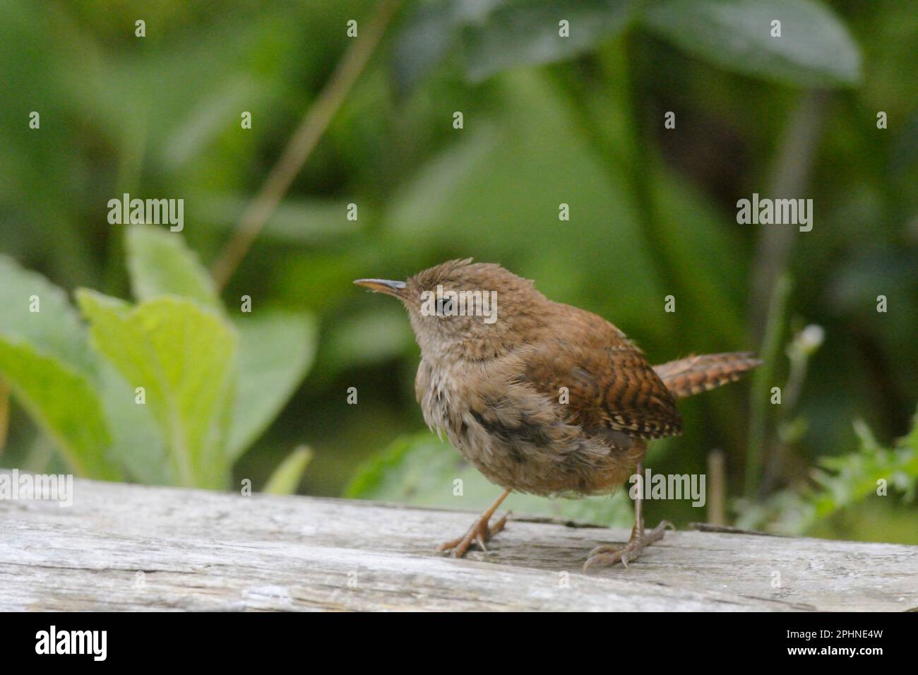 Wren, Troglodytes troglodytes, Wales, Vereinigtes Königreich. Stockfoto