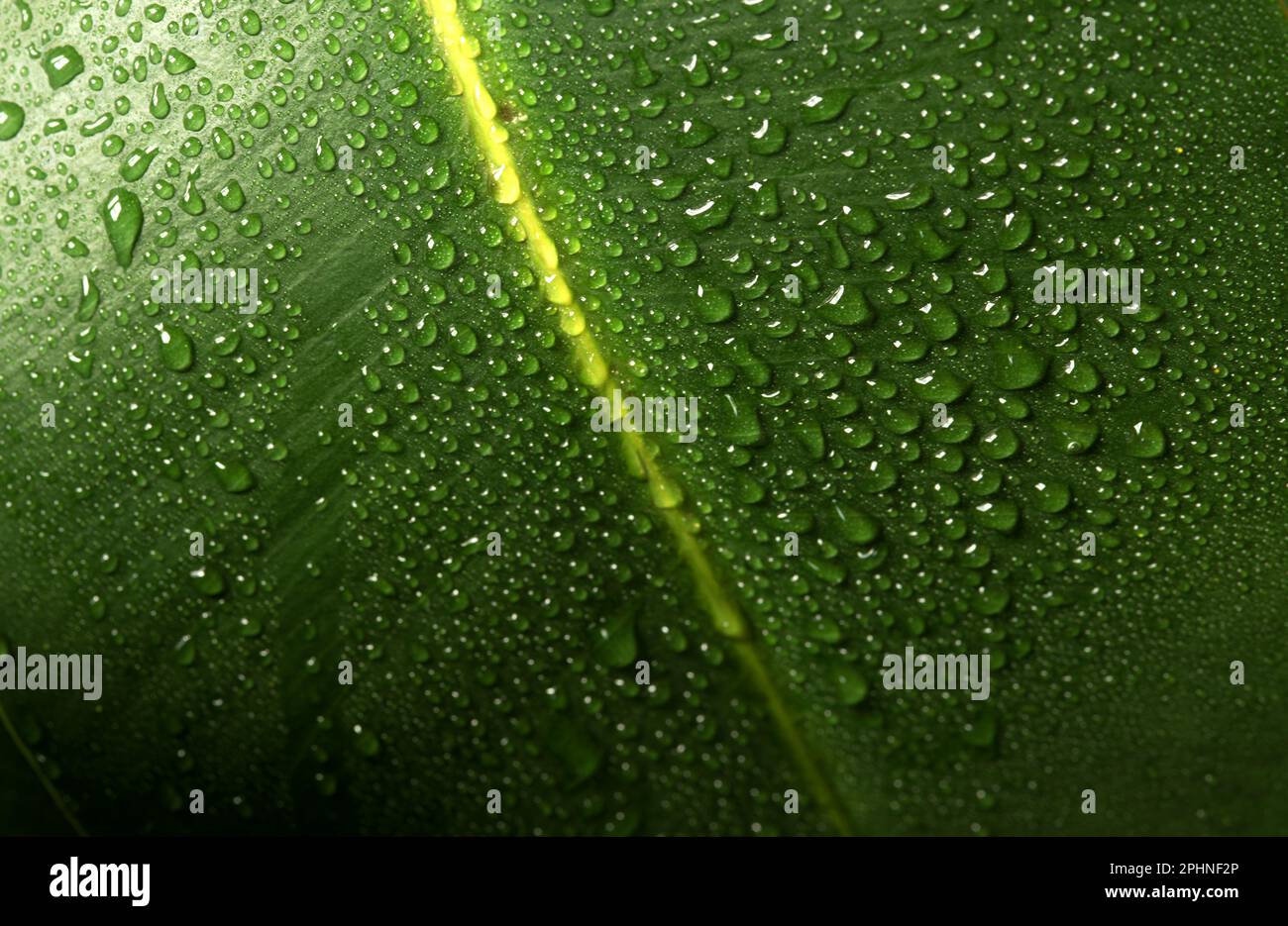 le Foglie di una bella pianta da appartamento con gocce d'acqua Stockfoto