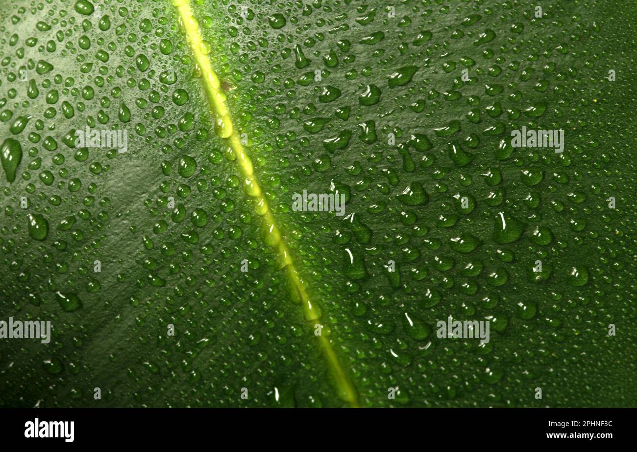 le Foglie di una bella pianta da appartamento con gocce d'acqua Stockfoto