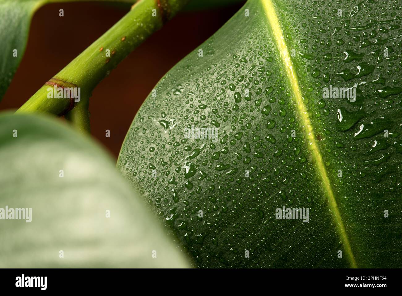 le Foglie di una bella pianta da appartamento con gocce d'acqua Stockfoto