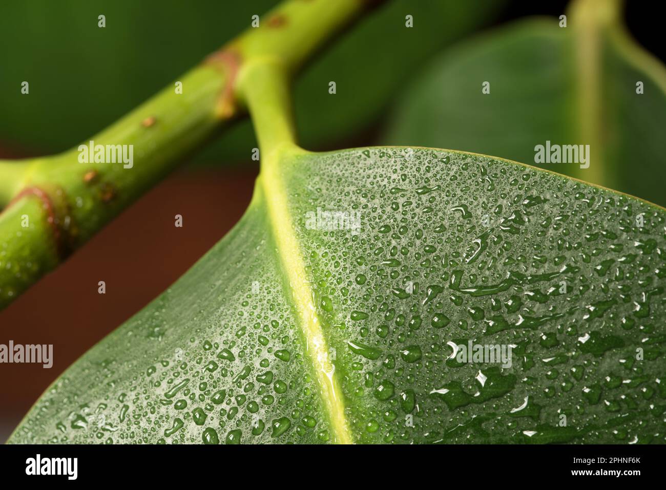 le Foglie di una bella pianta da appartamento con gocce d'acqua Stockfoto