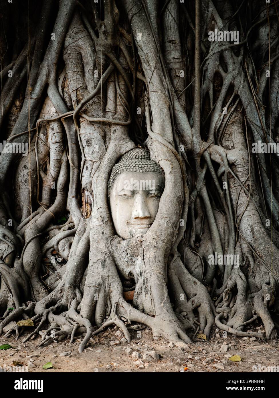 Buddha Kopf in banyan Baumwurzeln im Wat Mahathat Tempel im Ayutthaya Historical Park, Thailand. Stockfoto