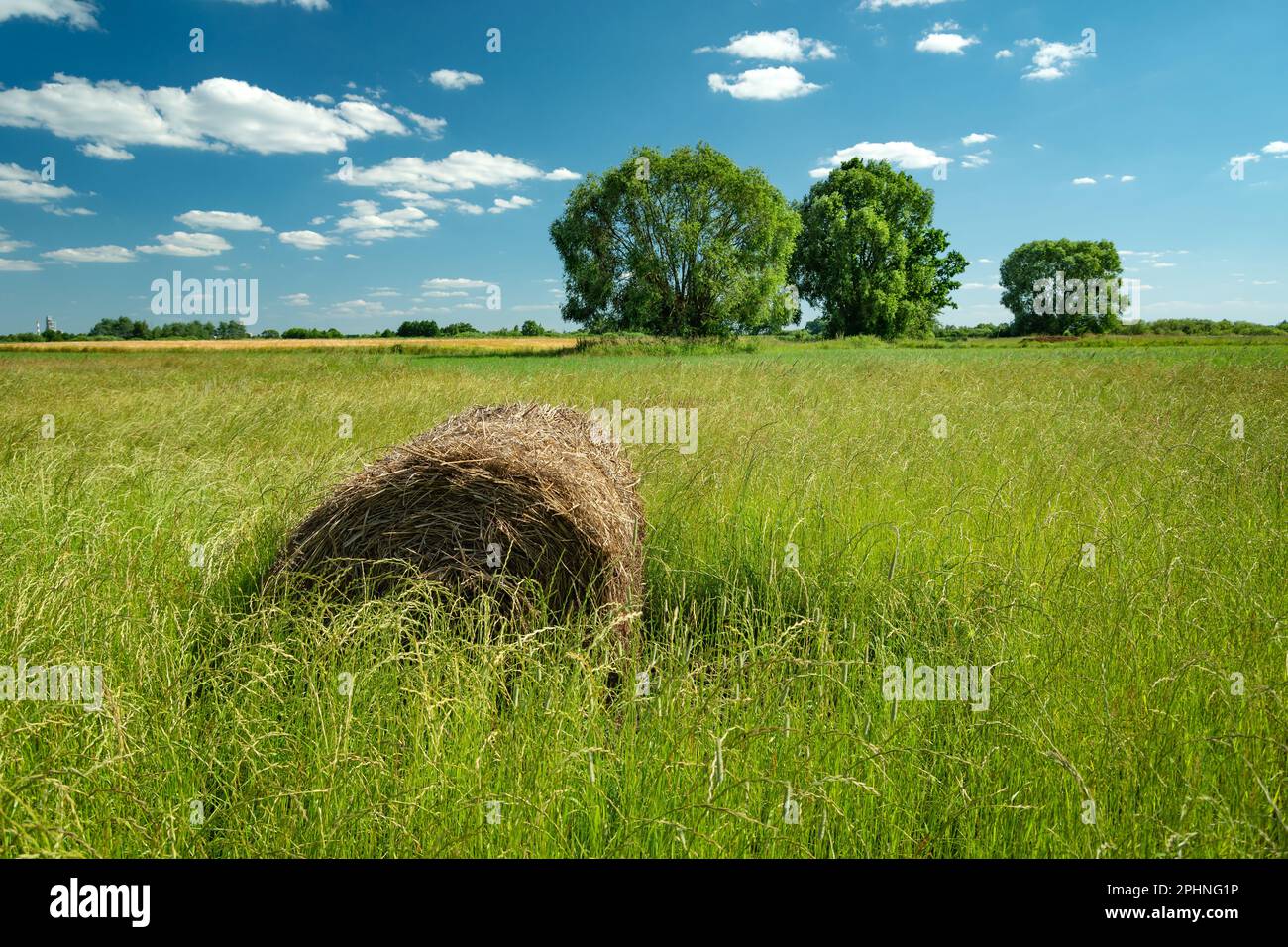 Heuballen in hohem Gras auf einer Wiese mit Bäumen, Nowiny, Polen Stockfoto