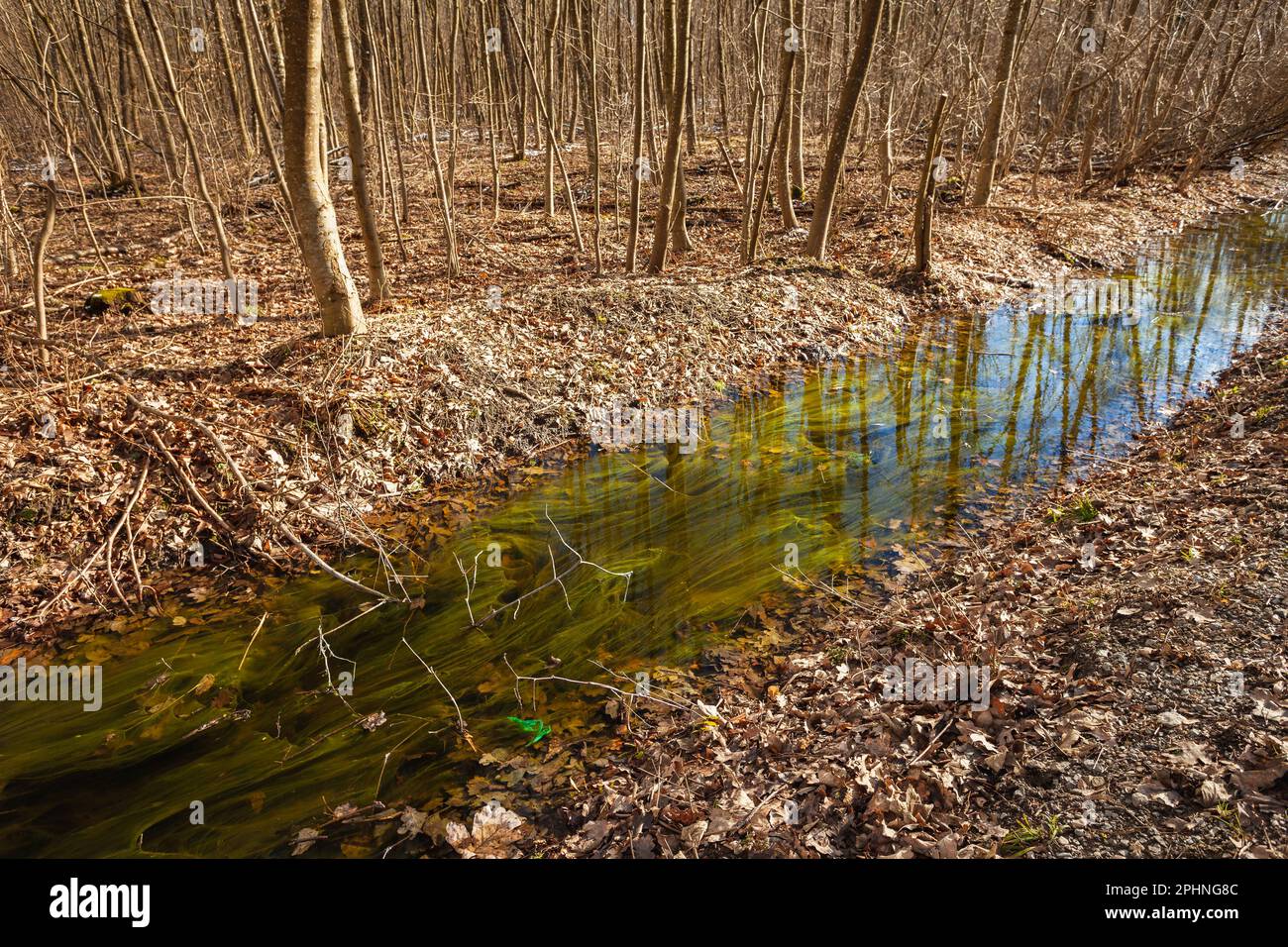 Ein kleiner Fluss mit Algen im Wald, Ostpolen Stockfoto