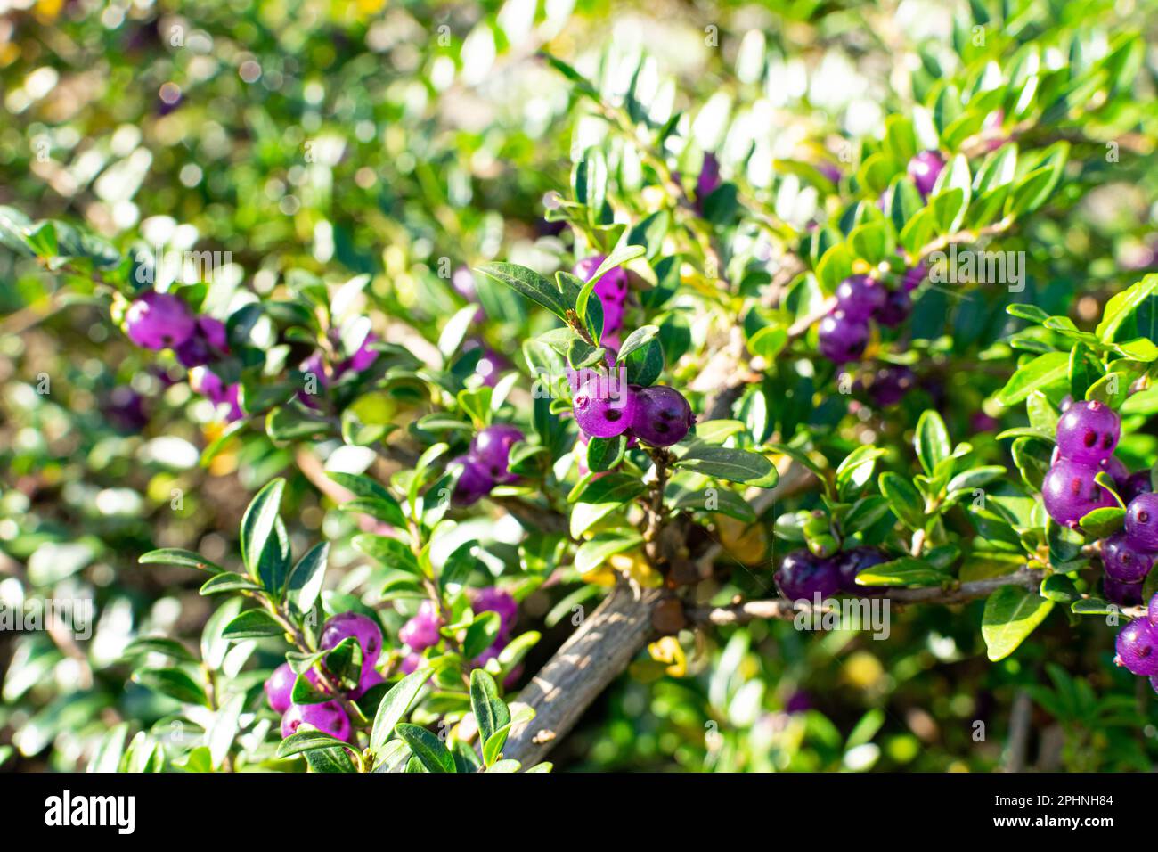 Immergrüne dekorative Hecke Lonicera Pileata mit glänzenden Blättern, Box Leaf Honeysuckle oder Privet Honeysuckle Purple Beeren Stockfoto