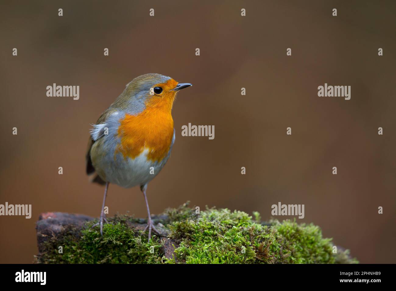 Vorderansicht Nahaufnahme des wunderschönen, wilden Rotluchs (Erithacus rubecula), der isoliert auf einem moosbedeckten Baumstamm in natürlicher Waldlandschaft steht. Stockfoto