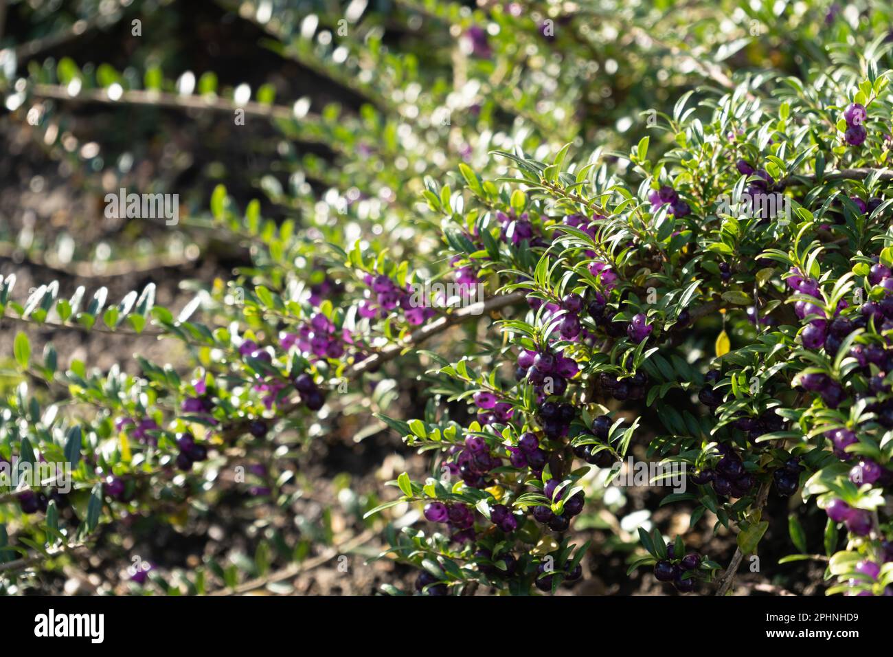Immergrne dekorative Hecke Lonicera Pileata mit glnzenden Blttern, Box  Leaf Honeysuckle oder Privet Honeysuckle Purple Beeren Stockfotografie -  Alamy