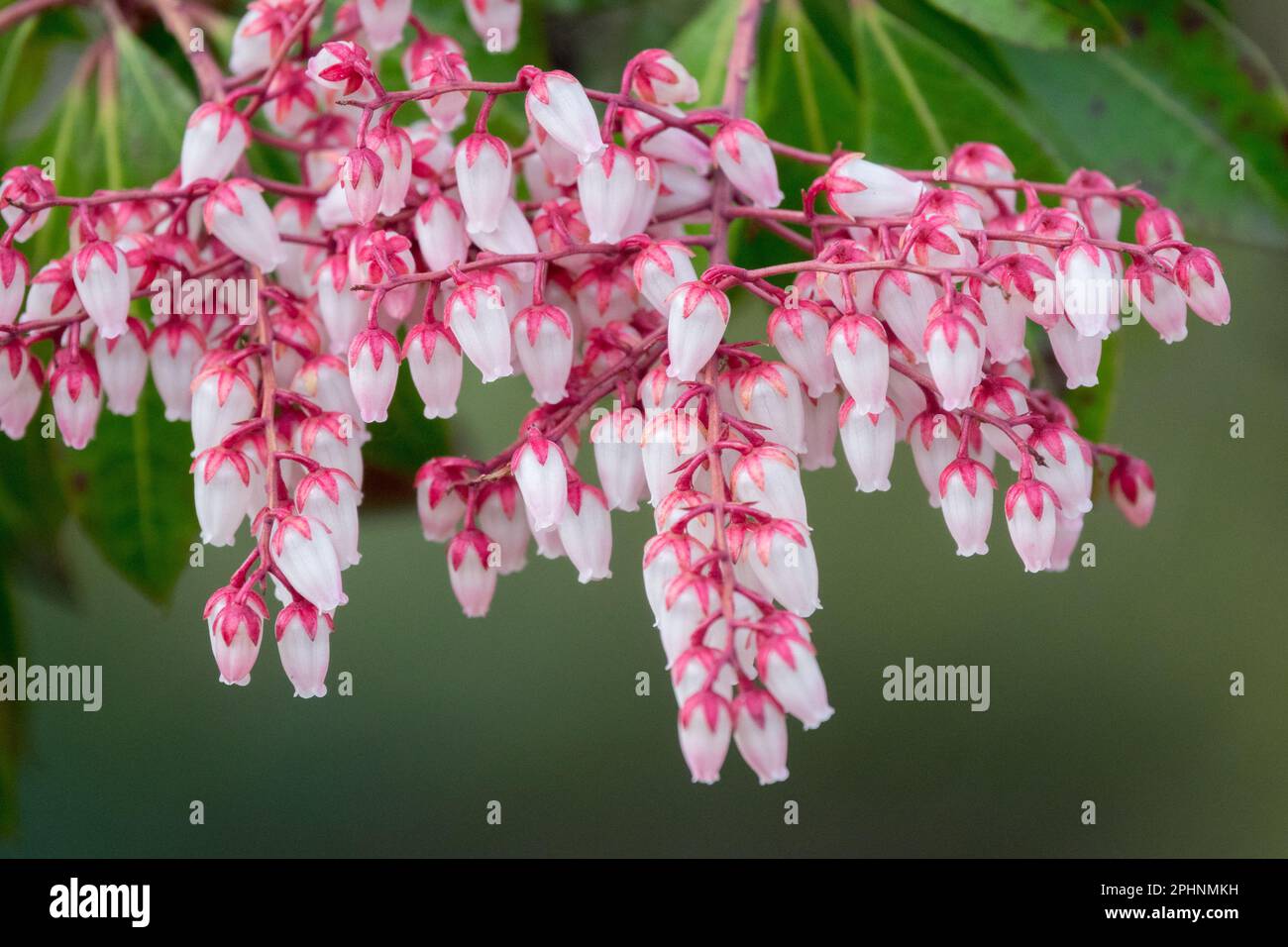 Pieris japonica „Dorothy Wyckoff“ Pieris Bells Blumenpflanze Frühfrühlingsblumen Japanische Pieris Andromeda Blüten März Blossoms Closeup in Bloom Pink Stockfoto