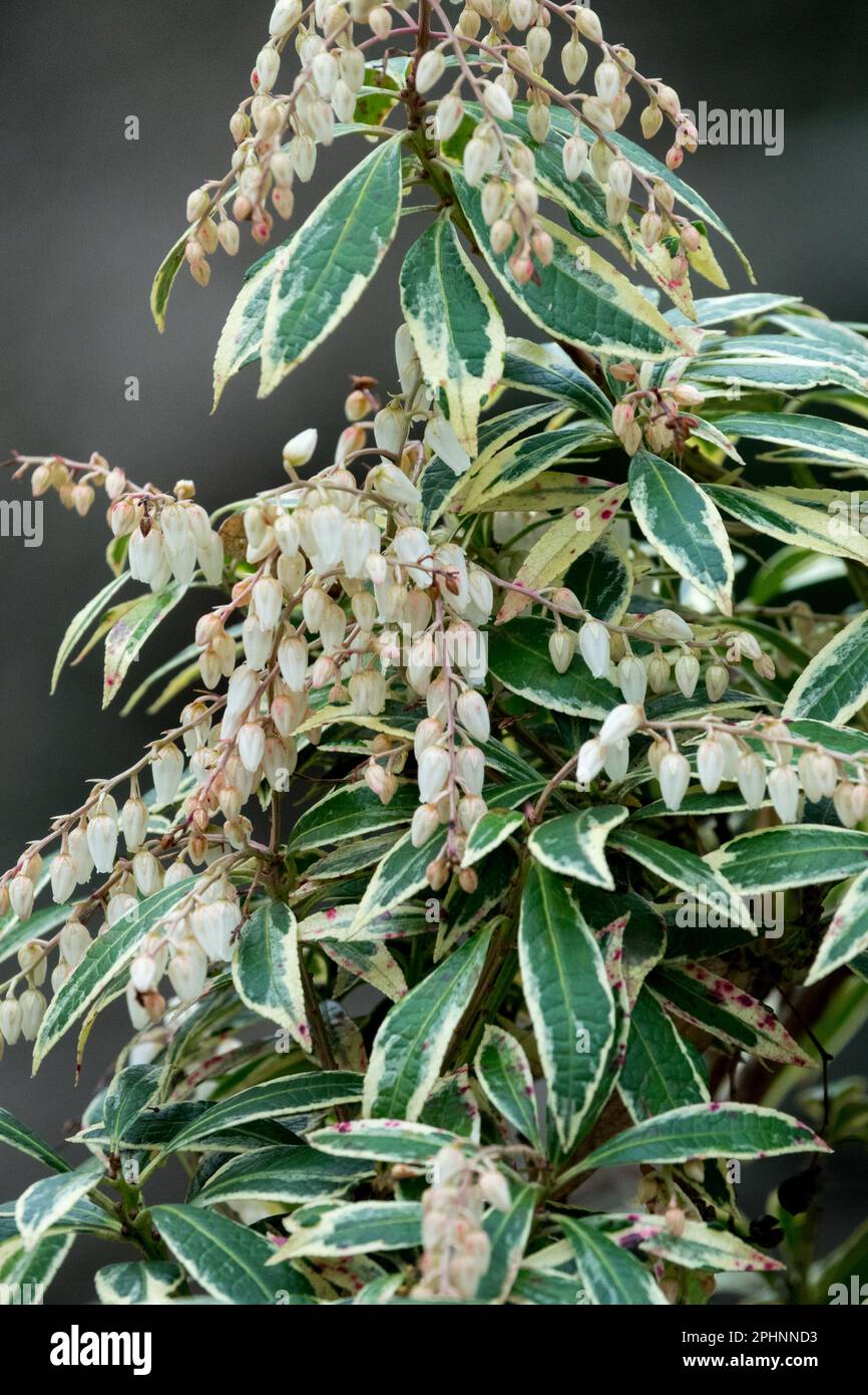 Lily of the Valley Shrub, Pieris japonica „Little Heat“, Evergreen, Shrub weiß gefütterte Blattrand Stockfoto