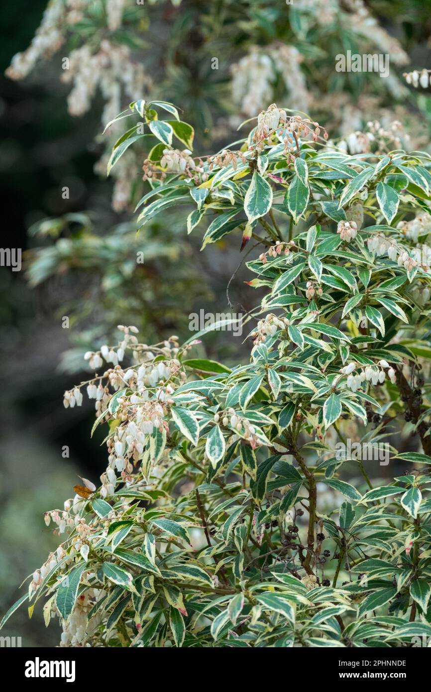 Lily of the Valley Shrub, Pieris japonica 'Little Heat', japanische Andromeda, Evergreen, Shrub, Hardy, Pflanzen blühen im Frühjahr Stockfoto