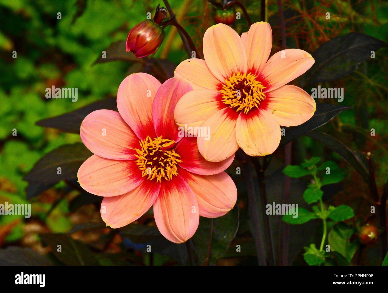 Eine Nahaufnahme von zwei Dahlia Moonfire Blumen, die Seite an Seite mit einem verschwommenen Hintergrund eingebettet sind Stockfoto