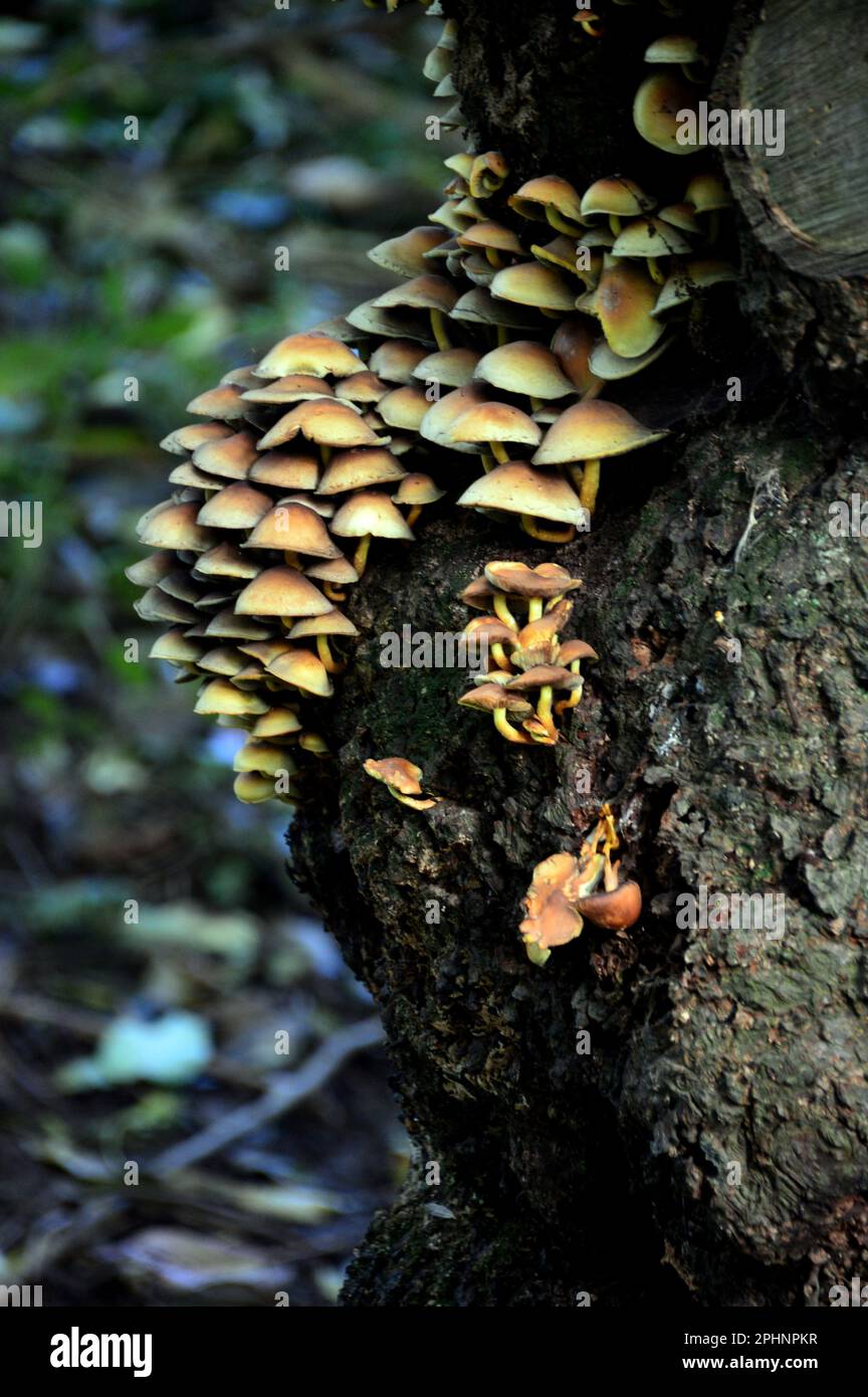 Braune Mica-Cap-Pilze (Coprinellus Micaceus) wachsen auf einem toten Baum in Boilton Wood im Brockholes Nature Reserve, Preston, Lancashire, England, Großbritannien. Stockfoto