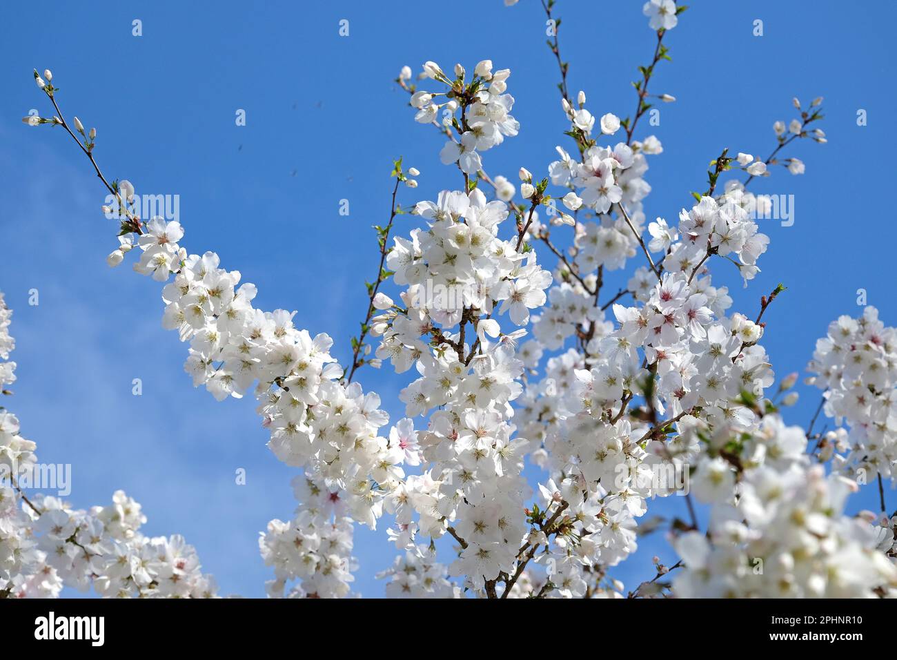 Kirschbaum, Prunus incisa "die Braut" in Blume. Stockfoto