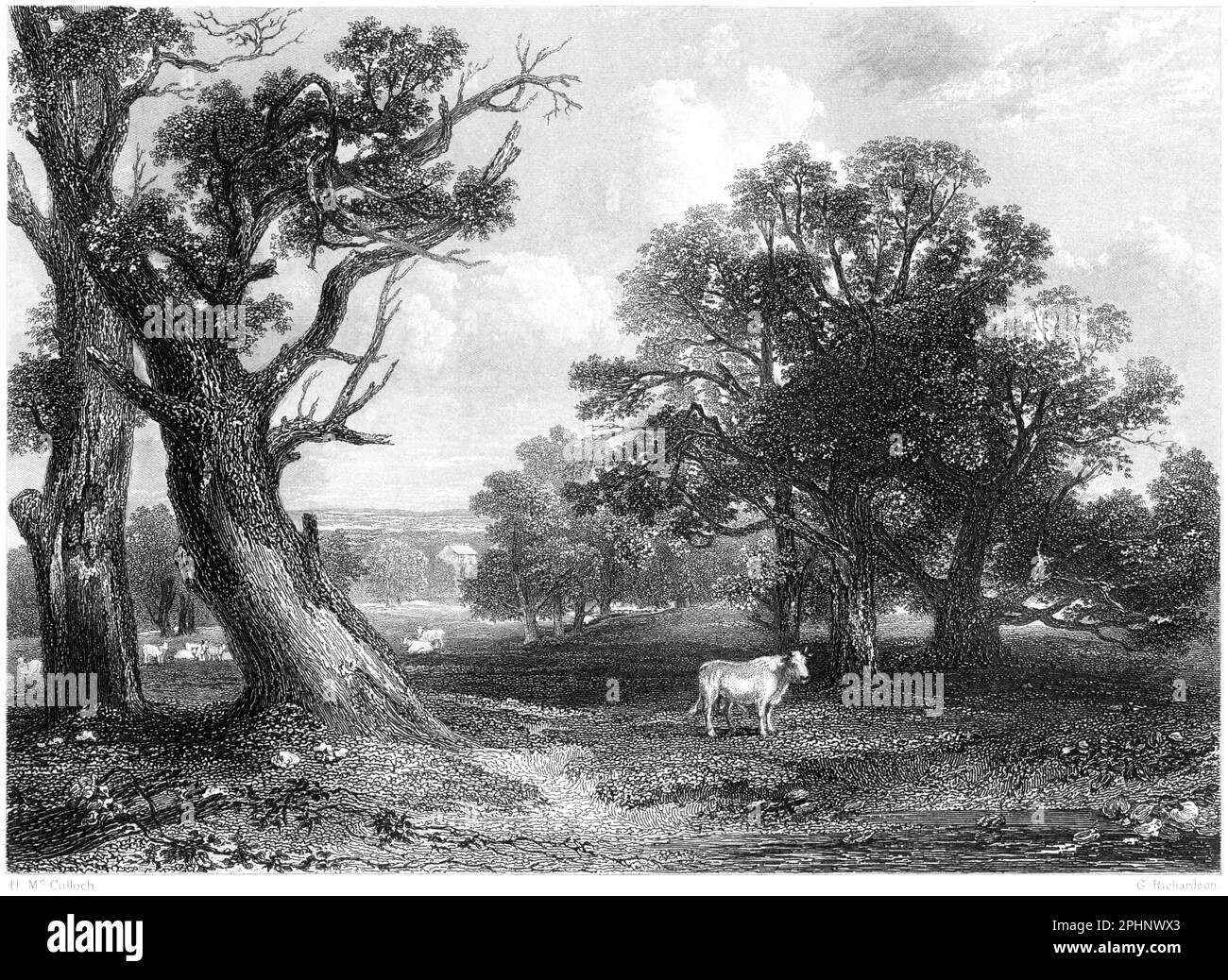 Gravur einer Szene in Cadyow (Cadzow) Park, Lanarkshire, Schottland, Großbritannien, gescannt in hoher Auflösung von einem 1840 gedruckten Buch. Glaubte, dass es keine Urheberrechte gibt Stockfoto