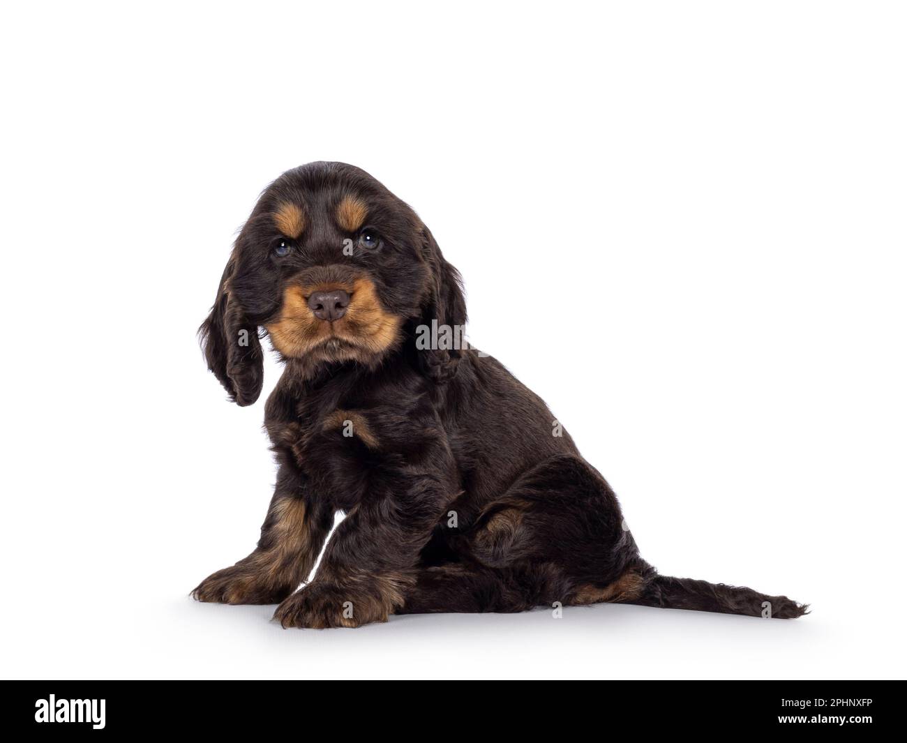 Süßer Schokolade- und Braungebrannter englischer Coclerspaniel Hundewelpe, der seitlich sitzt. Sie blickt in die Kamera, isoliert auf weißem Hintergrund. Stockfoto