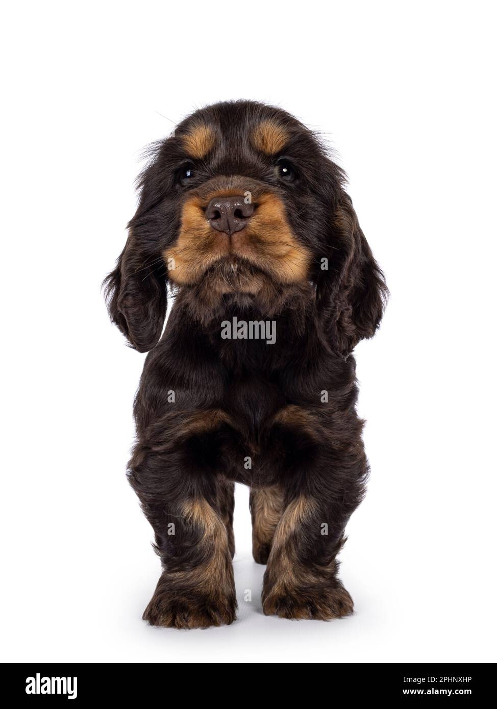 Süßer Schokolade- und Braungebrannter englischer Coclerspaniel Hundewelpe, der nach vorne zeigt. Sie blickt in die Kamera, isoliert auf weißem Hintergrund. Stockfoto