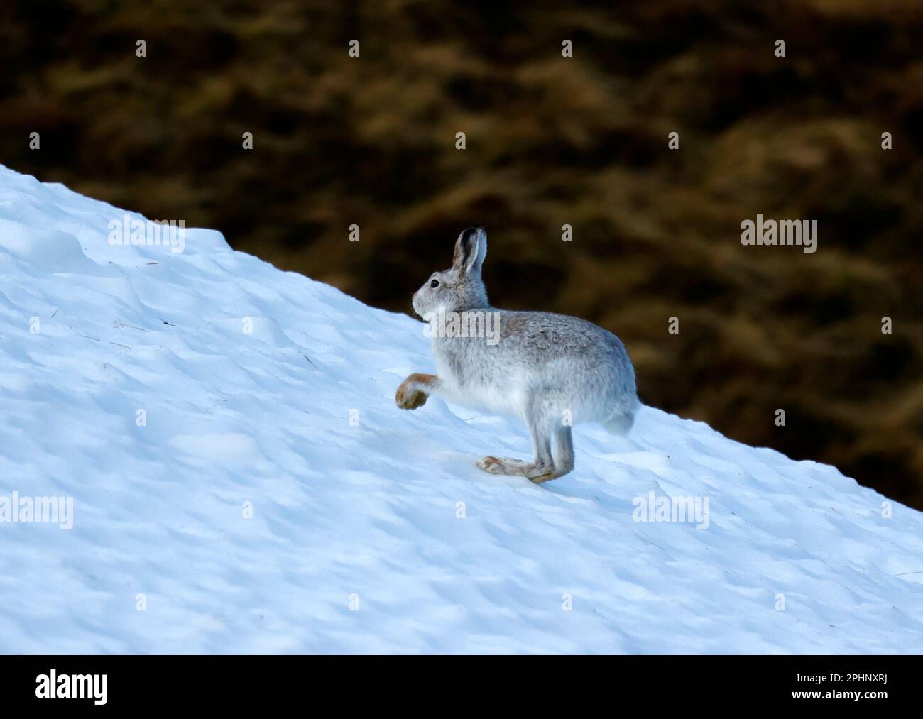 Berghasen im Winterpelz Stockfoto