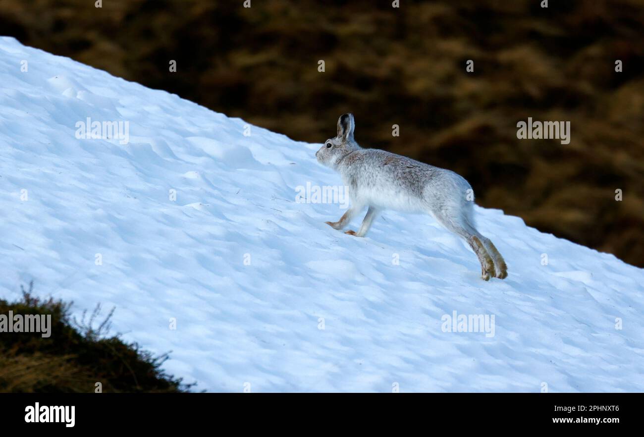 Berghasen im Winterpelz Stockfoto