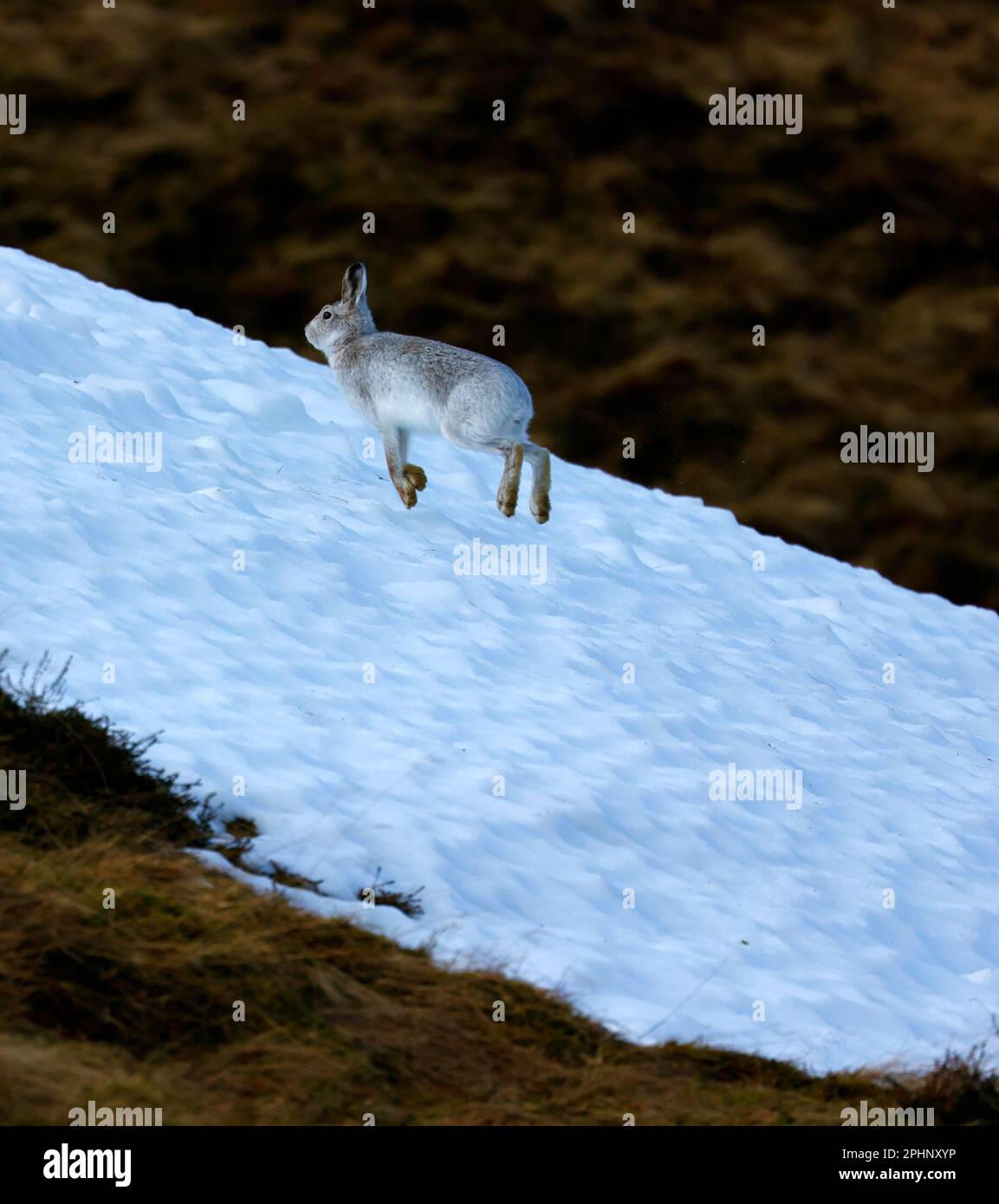 Berghasen im Winterpelz Stockfoto