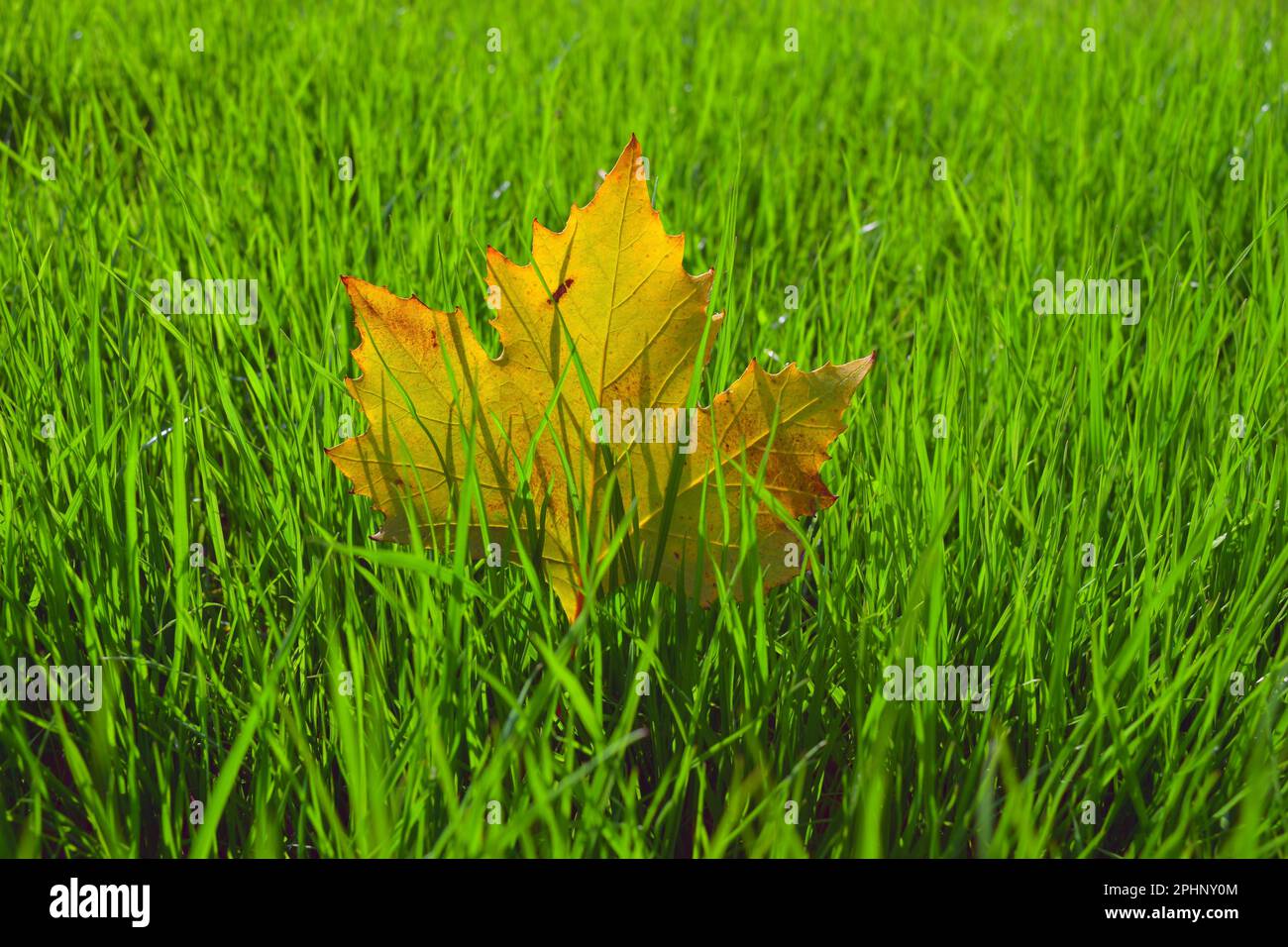 Herbsthintergrund mit gelbem Blatt auf grünem Gras Stockfoto