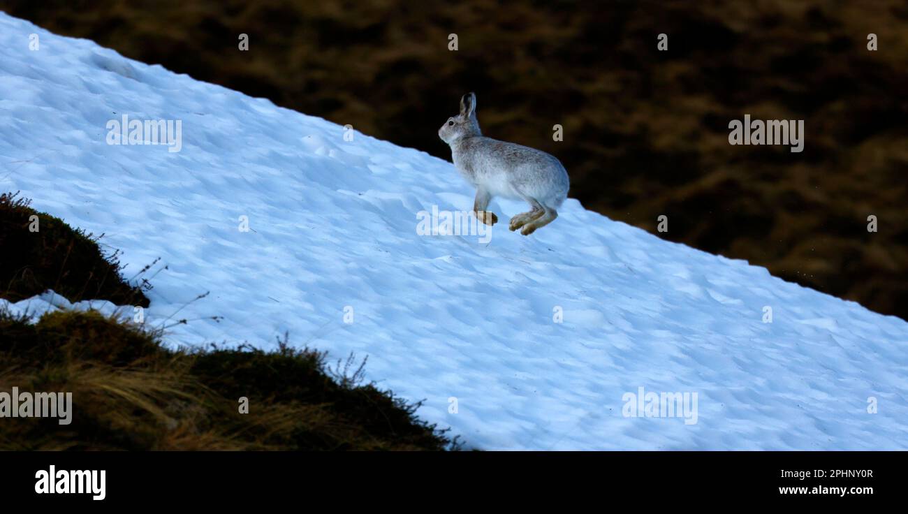 Berghasen im Winterpelz Stockfoto