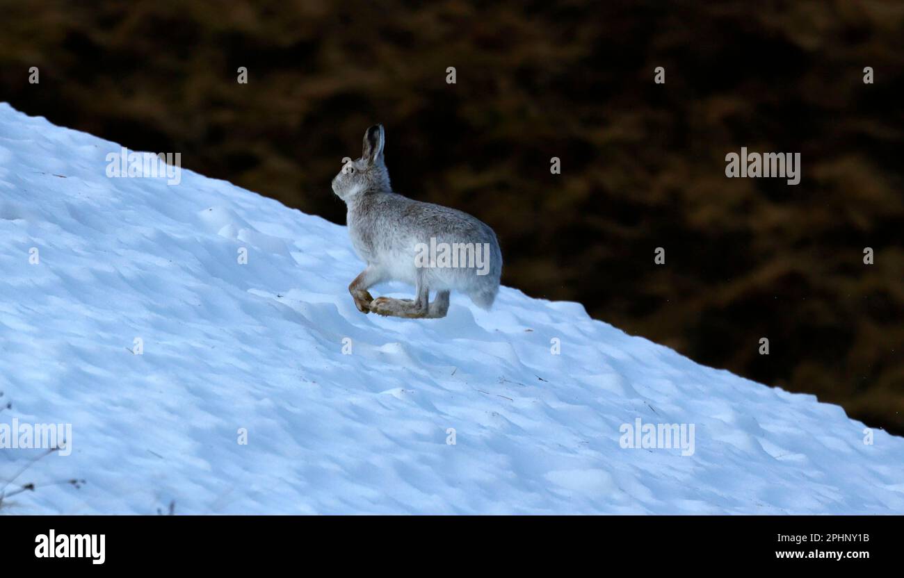 Berghasen im Winterpelz Stockfoto