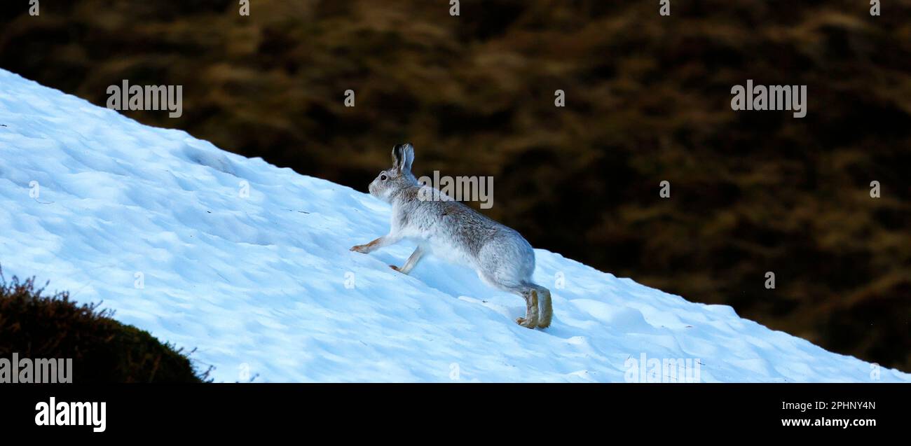 Berghasen im Winterpelz Stockfoto