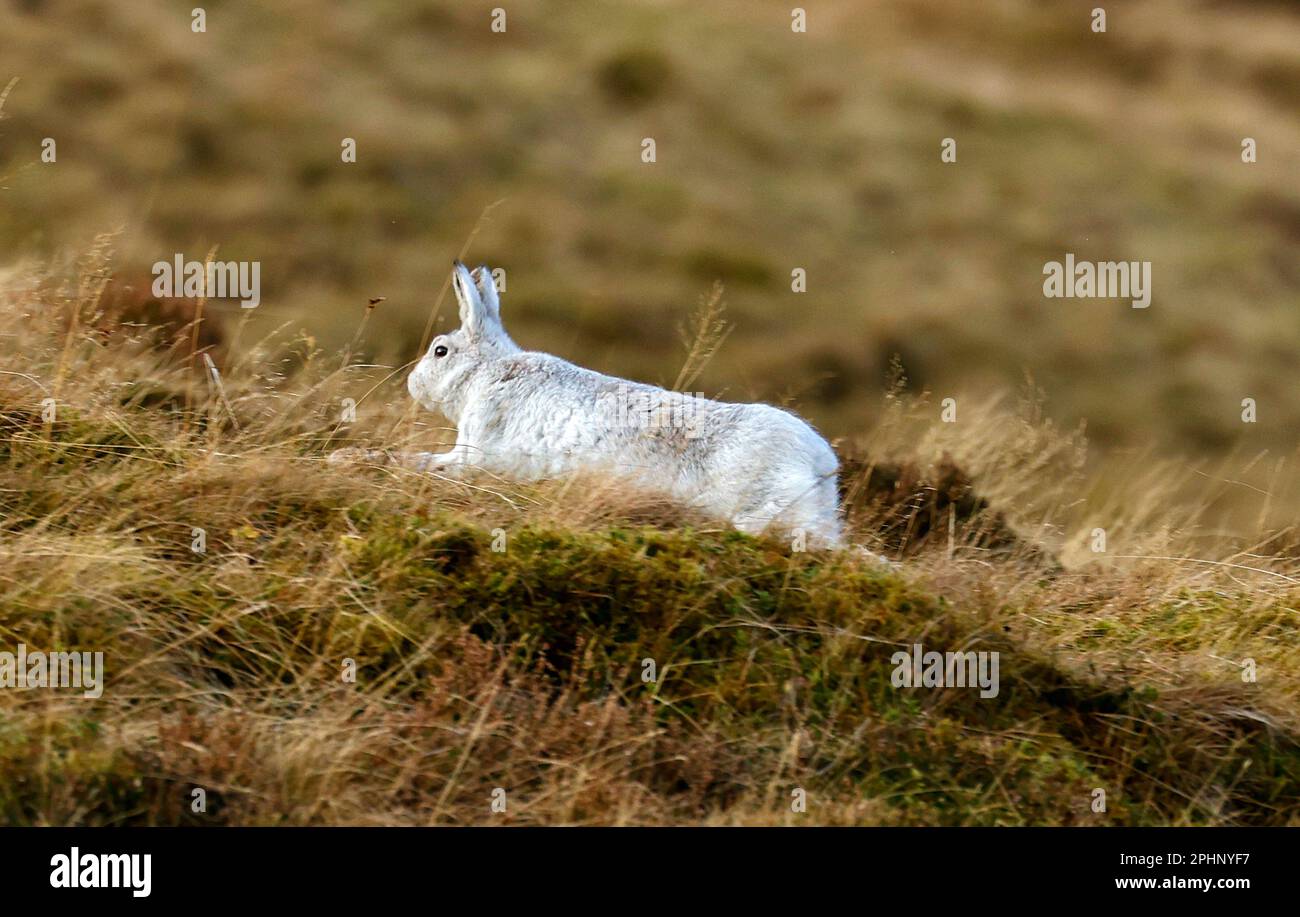 Berghasen im Winterpelz Stockfoto