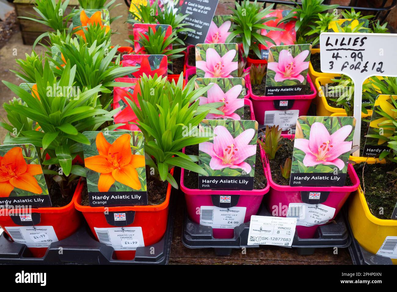 Hardy Asiatic Lily Pflanzen zum Verkauf in einem Gartenzentrum in Guisborough North Yorkshire Stockfoto