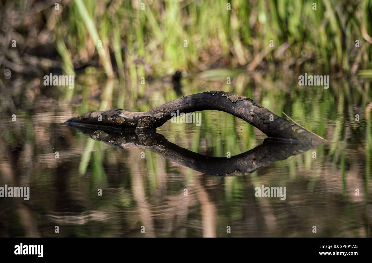 Nahaufnahme eines Astes im Wasser Stockfoto