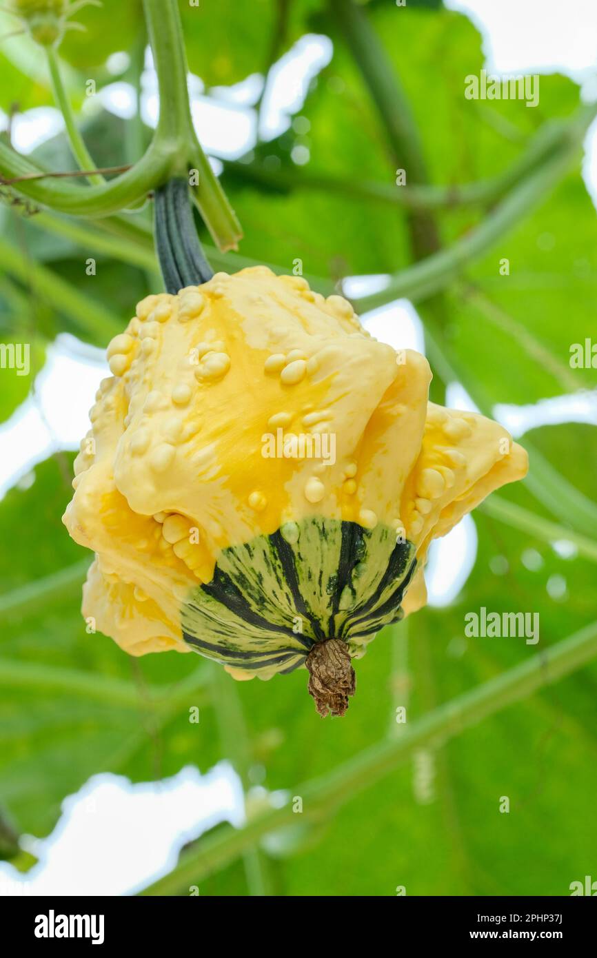 Zierriecht, Feldkürbis-Greml, Cucurbita-Pepo-Gremlins gemischt, kleine bis mittelgroße, lebhaft gefärbte Riffel mit Warzen Stockfoto