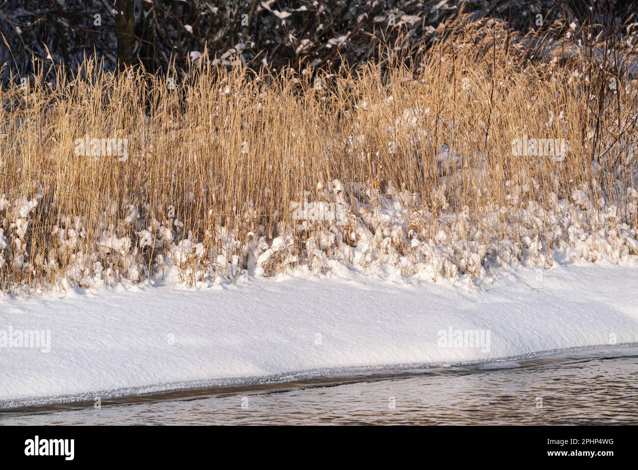 Gefrorenes gelbbraunes trockenes Gras am schneebedeckten Flussufer Stockfoto