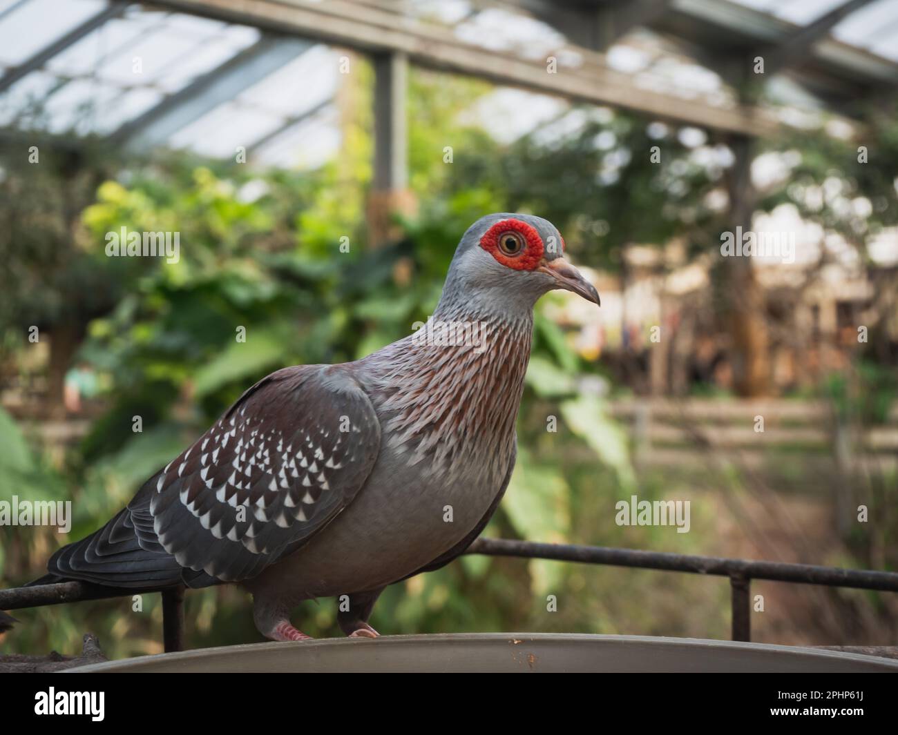 Gesprenkelte Taube (Columba Guinea) auf einem Ast - eine Art mittelgroßer Vogel aus der Taubenfamilie (Columbidae) Stockfoto